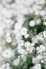 White Cornflower in full bloom in bright sun photographed with shallow depth of field.