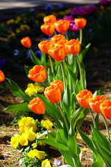 風に吹かれて、カラフルなフラワーアレンジメント、赤色、黄色，紫色，ピンク色のチューリップ