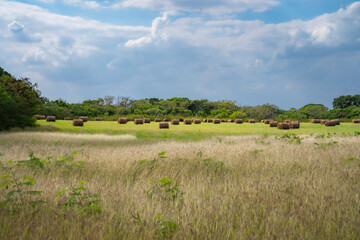 Fototapeta premium 沖縄県竹富島の集落風景