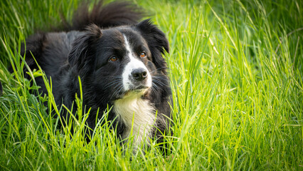 Spielender Hund in Wiese