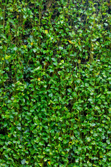 Nature wall from Golden pothos or Ceylon creeper or Hunter's robe, also Ivy arum, Silver vine and taro vine. Tropical golden green background from Epipremnum aureum