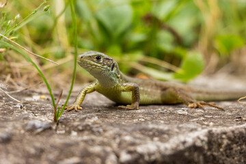 green common lizard on a stone, greenery, spring