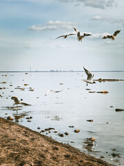 gulls fly over the sea, sunny day