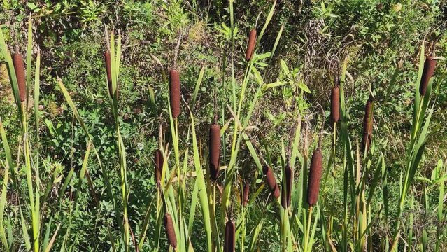 Reeds in a roadside ditch. An aquatic plant in close-up. Swamp landscape. Brown cat's tail or maces grow in a ditch on the edge of the highway in autumn. Kirov region. Russia. 4K