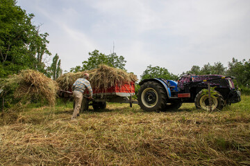 An old farmer carries hay to a tractor