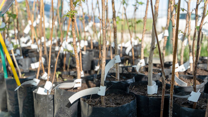 Fruit bushes or trees before planting in a nursery
