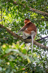Proboscis Monkey - Nasalis larvatus, beautiful unique primate with large nose endemic to mangrove...