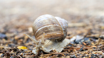 Snail or slug on a forest path