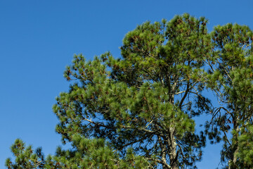 Fototapeta premium Pinheiro, Pinus Roxburghii