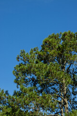 Pinheiro, Pinus Roxburghii