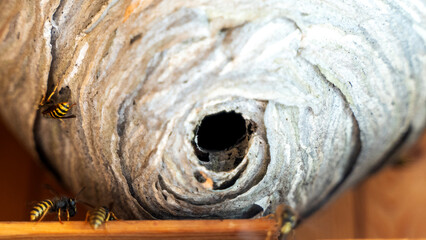 Wasp hive or nest with wasps inside