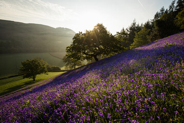 Obraz premium Bluebell field during sunrise over an old Oak tree