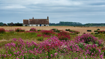 East Coast Beach in the UK with Boats and Red Valerian