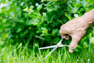 Lawn cutting scissors in a gardener's hand
