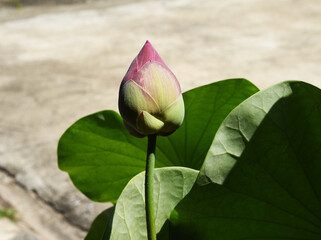closeup macro view of beautiful lotus buds.