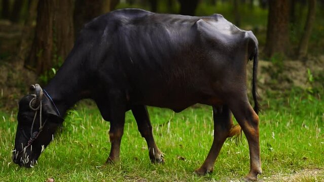 a indian buffalo animal is feeding in forest