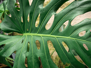 green leaves with the shape of fingers in the home garden © sasoriprastyo