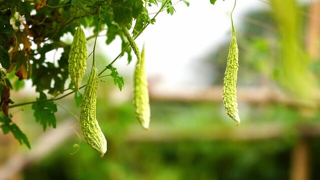 Bitter gourds hanging on tree slow motion video