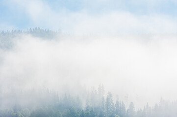 Mist-Enshrouded Forest in Trysil, Norway During an Early Morning