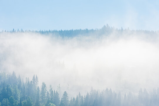 Mist-Enshrouded Forest in Trysil, Norway During an Early Morning