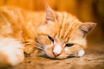 Ginger cat sleeping on a wooden background