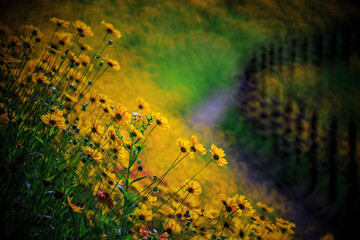 Spring scenery of riverside fields full of various peony flowers. Peony flower scenery of Hambak Park, Sancheong, South Korea.