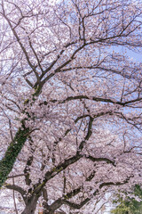Fototapeta premium 満開の桜の花と青い空