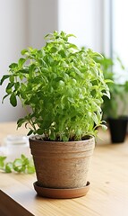 Aromatic green potted thyme on white wooden table. 