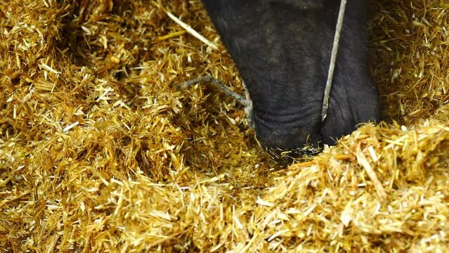 closeup shot of a buffalo is feeding fodder slow motion video