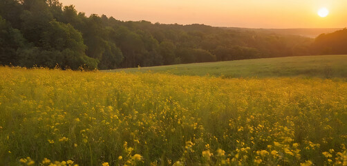 Obraz premium sunset in the field