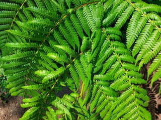 ferns or Polypodiophyta that grow in gardens.