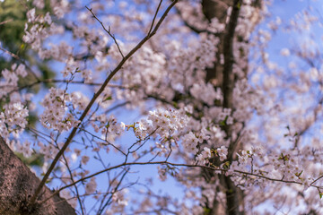 満開の桜の花と青い空