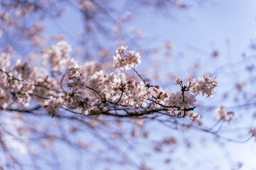 満開の桜の花と青い空