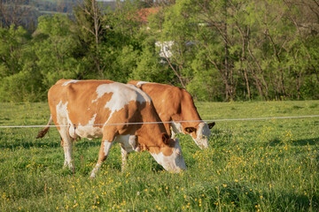 Two cows in a lush green field. behind a white electric fence with trees and hills in the background.