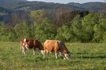 Naklejka premium cow in a field, photo of a cow grazing on green grass with blurred green nature on background.