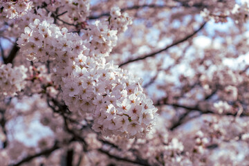 満開の桜の花と青い空