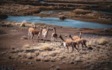 wildlife.  vicuñas in their habitat