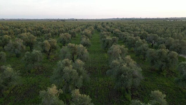 Aerial view at sunset of olive groves for the production of extra virgin olive oil in Corato in Puglia.