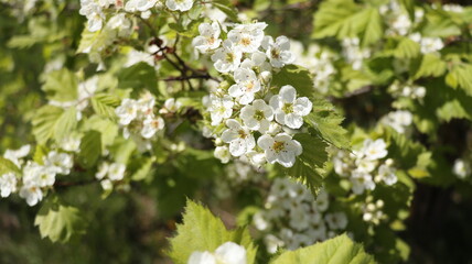 White blossom of hawthorn in spring on tree branches