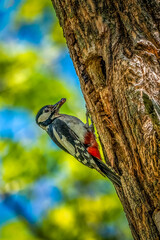 Pics épeiches nourrissant les petits