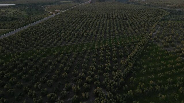Aerial view at sunset of olive groves for the production of extra virgin olive oil in Corato in Puglia.