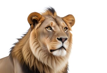 A portrait of a male adult African lion with a fur coat and piercing eyes against a plain white...