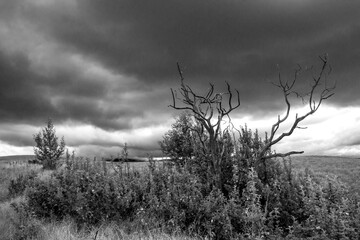 Ominous black and white view of dead branches of an old wood tree with storm clouds gathering in the background, photographed in Drakensberg mountains of South Africa