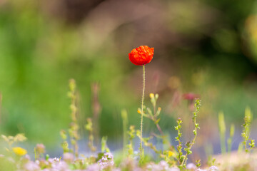 Red poppy flowers in a wild field. Vivid Poppies meadow in spring. Beautiful summer day. Beautiful red poppy flowers on green fleecy stems grow in the field. Scarlet poppy flowers in the sunset light