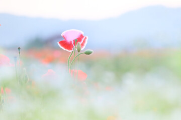 Red poppy flowers in a wild field. Vivid Poppies meadow in spring. Beautiful summer day. Beautiful red poppy flowers on green fleecy stems grow in the field. Scarlet poppy flowers in the sunset light