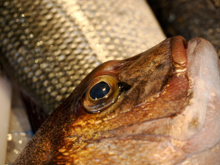 fresh fish seafood at Ortigia Syracuse sicily fish market Italy