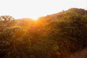 Árvores de café, Cafezal, contra luz, hora dourada, Minas Gerais