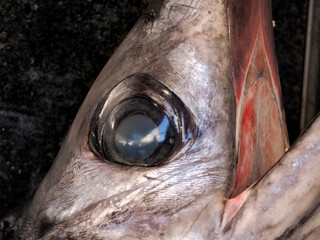 eye of fresh swordfish seafood at Ortigia Syracuse sicily fish market Italy