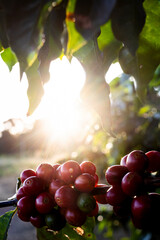 Pôr do sol e Frutos de café, Fazenda Minas Gerais, Brasil