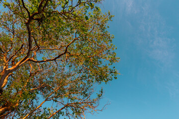 Galhos de árvores visto de baixo pra cima